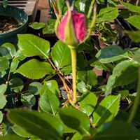 薔薇,ピンクスズラン,ピンクスズラン,アリウム・パープルセンセーション,アリウム・パープルセンセーションの画像