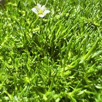 サギナ,サギナの画像