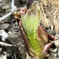 ウド,ウド,山野草,癒し,山菜の画像
