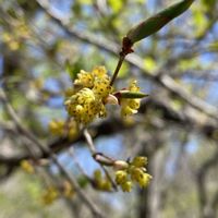 アブラチャン,ヒメウツギ,イロハモミジ,タネツケバナ,カキドオシの画像