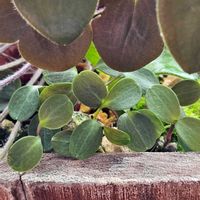 雪割草,名前を教えて！！,発芽,双葉,チーム長野の画像