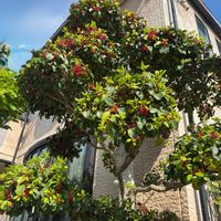 クロガネモチ,ハクモクレン（白木蓮）,ブラシの木（金宝樹）,ハクモクレンの葉っぱ,青空に映えるの画像