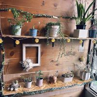 グリーンネックレス,アロマティカス,金のなる木,ベビーフィンガー,オーキッドデューの画像