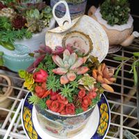 多肉植物いろいろ,多肉植物,多肉棚,お庭の植物の画像