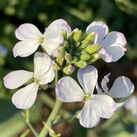 大根,ダイコン,ダイコンのお花,近所,お花は癒しの画像