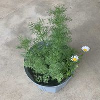 イソトマ,クロッカス,コバノズイナ,スイセン,ニゲラの画像