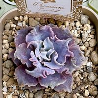 エケベリア,エケベリア,桃太郎錦,コーラル ドレス,ウエディング ドレスの画像