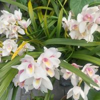 シンビジウムの画像