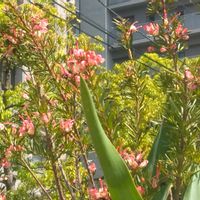 グレビレアの画像