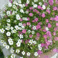 カスミソウの画像