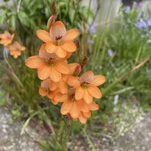 トリトニア,トリトニア ラクシフォリア,放置栽培,神奈川県,庭の画像