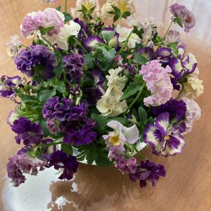 アジュガ,セッコク,ビオラ ミルフル,パンジーゆみラッフル,パンビオたちの画像