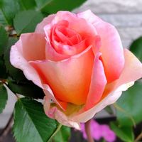 パンジー,薔薇の画像