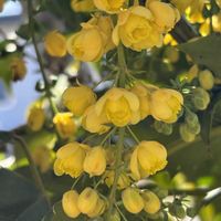 ヒイラギナンテン,斑入りポトス,今日の花,花のある暮らし,GSに感謝。の画像