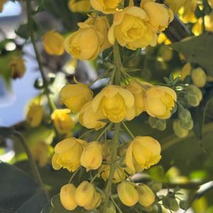 ヒイラギナンテン,斑入りポトス,今日の花,花のある暮らし,GSに感謝。の画像