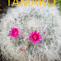 サボテン,春菊,玉翁  たまおきな,れんげ草,サボテンの花✨の画像