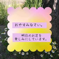 カモミール,カモミール,遊び心,スマホ撮影,今を生きるの画像