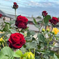 バラ ドンファン,ギョリュウバイ,バラ はつね,薔薇 ベルロマンティカ,チューリップ・キャンディークラブの画像