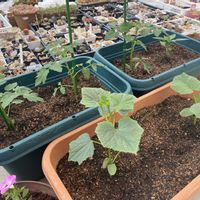 ミニトマト,キュウリ 夏すずみ,茄子(黒陽),ミニトマト ぺぺ,ピーマン　(ニューエース)の画像