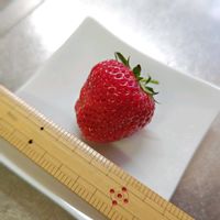 イチゴ,オクラ,とうもろこし,とちおとめ,トウモロコシの画像