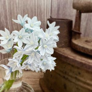 プスキニア,枯れ葉,プシュキニア,ヤマザクラ,ヤマザクラの画像