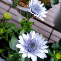 アネモネ,リシマキア,ビオラ,オステオスペルマム,シラー・カンパニュラータの画像