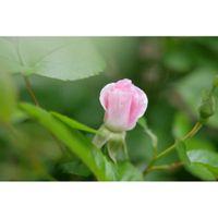 バラ,バラ セレッソ,ミラーレス一眼,夜中にこっそり,ゆみさんのバラ遊びの画像