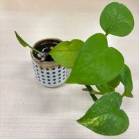 ノースポール,ポトス,ポトス,✨今日のお花✨の画像