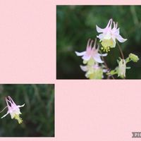 フランネルフラワー,ビオラ,オオアマナ,カナダオダマキ,スパニッシュブルーベルの画像