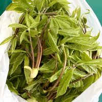 コシアブラ,iPhone撮影,斑入り好き♡,山形,どこでも植物の画像