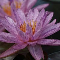 熱帯スイレン,亜属間交配種　アメジストクリスタル,熱帯睡蓮,掛川花鳥園,熱帯スイレン品種の画像