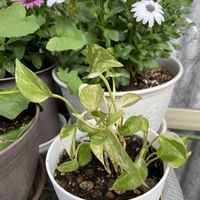 シンゴニウム,ポトス,モンステラ,ガジュマル,シンゴニウム・フレンチマーブルの画像