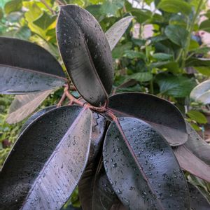 ゴムの木,フィカス,フィカス バーガンディ,観葉植物,100均の画像