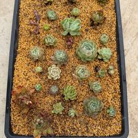 多肉植物,葉挿し,エケベリア属,地植え花壇,養生トレーの画像