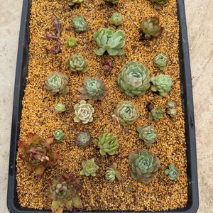 多肉植物,葉挿し,エケベリア属,地植え花壇,養生トレーの画像