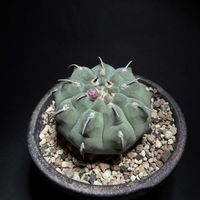 サボテン,ギムノカリキウム,ギムノカリキウム バッテリー,一本刺バッテリー,つぼみの画像