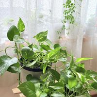 シュガーバイン,フィカス・プミラ,ポトス,アイビー,観葉植物の画像