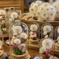 花かんざし,ミモザ,タンポポの綿毛,イモーテル,リューカデンドロン プルモサスの画像