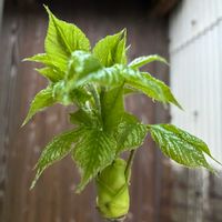 コシアブラ,山菜　コシアブラ,庭の画像