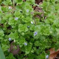 オオイヌノフグリ,山野草の画像