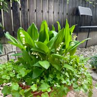 スズラン,ツタバウンラン,鈴蘭,ドイツスズラン,君影草の画像