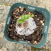 亀甲竜,アフリカ亀甲竜,アフリカ亀甲竜,ディオスコレア属の画像