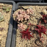 多肉植物,葉挿し,養生トレー,放置苗の画像