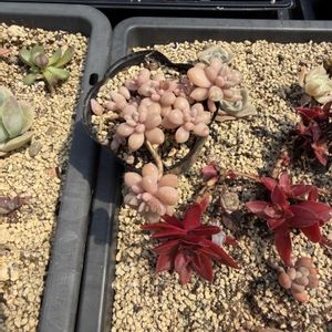 多肉植物,葉挿し,養生トレー,放置苗の画像