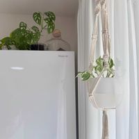 ポトス,サンセべリア,ポトス・エンジョイ,マドカズラ,サンスべリアの画像