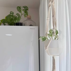 ポトス,サンセべリア,ポトス・エンジョイ,マドカズラ,サンスべリアの画像