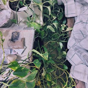 ポトス,ポトスマーブルクイーン,ゴールデンポトス,今日のお花,和室の画像