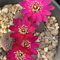 サボテン,スルコレブチア ラウシー,紫ラウシー,多肉植物,開花の画像