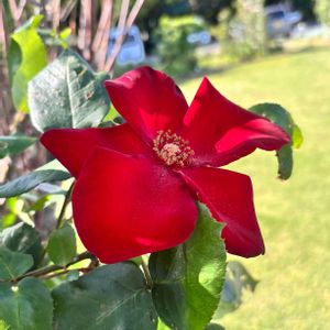 タラヨウ,タブノキ,クマシデ,アルテシモ,紅華の画像