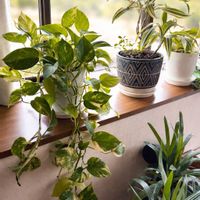 ポトス,ドラセナの花,ドラセナ ソングオブジャマイカ,ソングオブジャマイカの花,鉢植えの画像